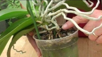 Вирощування орхідей в домашніх умовах, розмноження та догляд